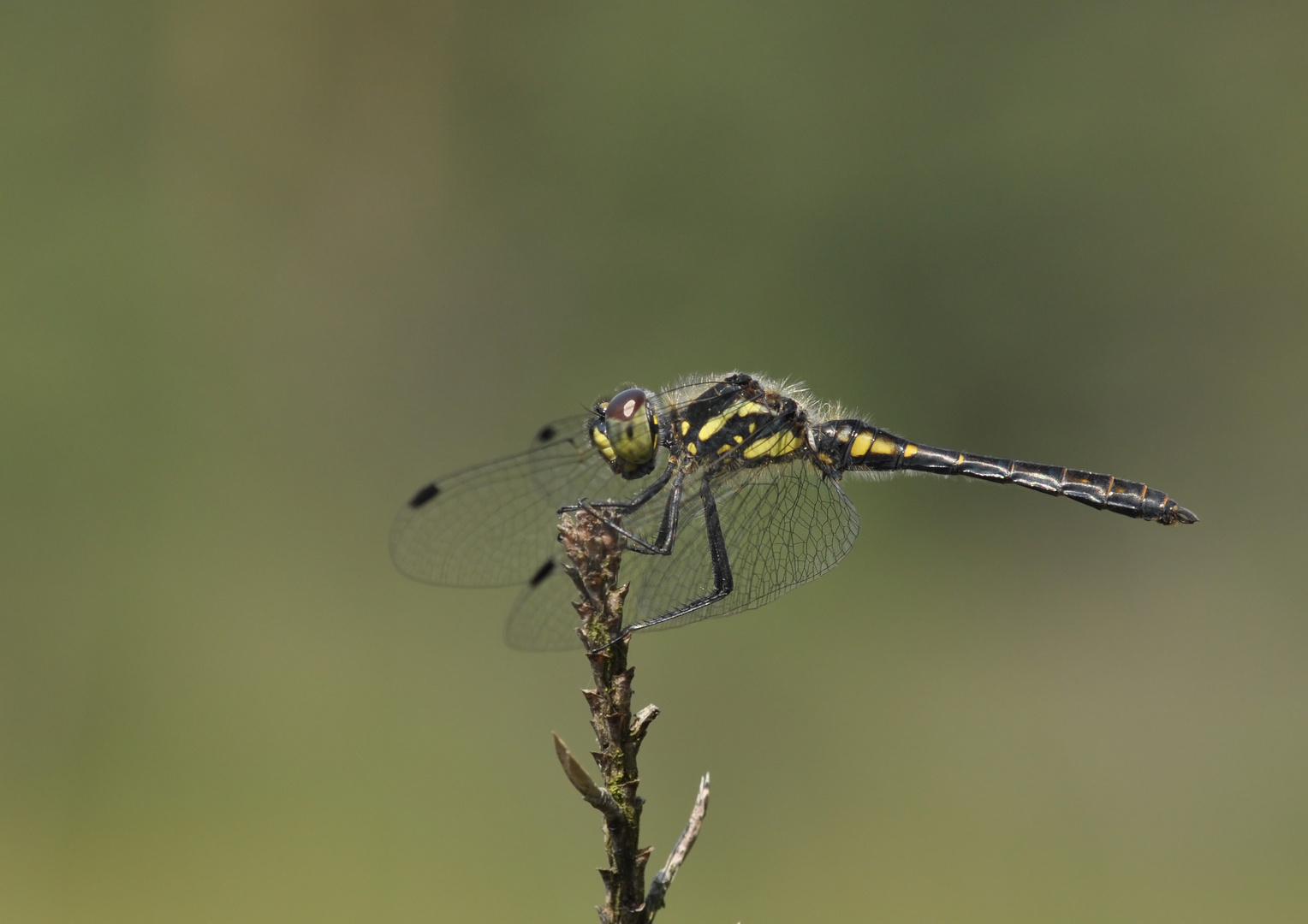 Schwarze Heidelibelle