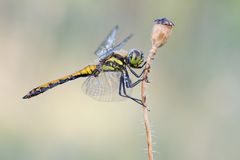 Schwarze Heidelibelle (1)