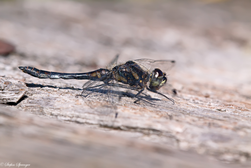 Schwarze Heidelibelle 1/10 - Männchen