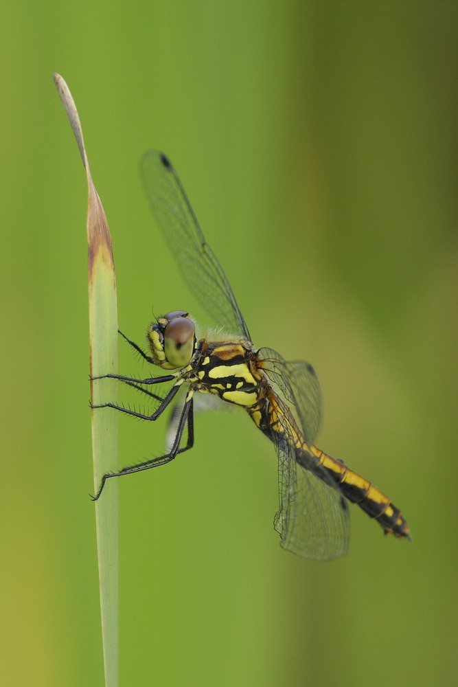 Schwarze Heidelibelle