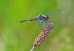 schwarze Heidelibelle