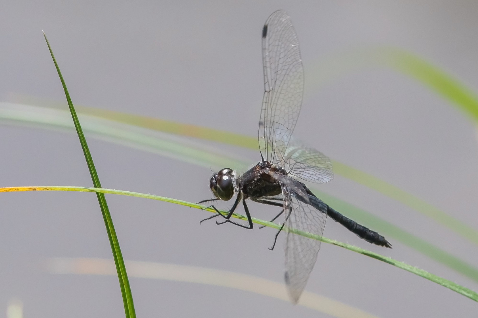 Schwarze Heidelibelle