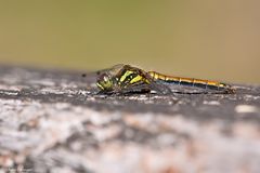 Schwarze Heidelibelle 2/10 - Weibchen