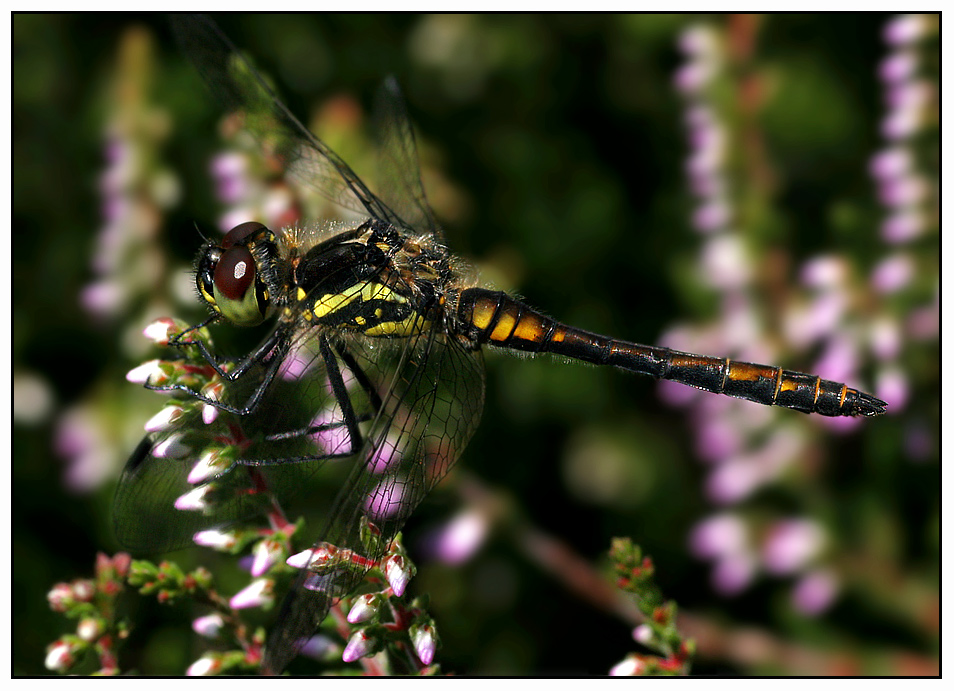 Schwarze Heidelibelle