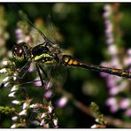 Schwarze Heidelibelle