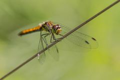 Schwarze Heidelibelle