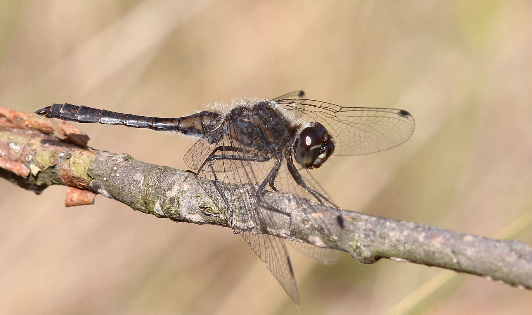 Schwarze Heidelibelle