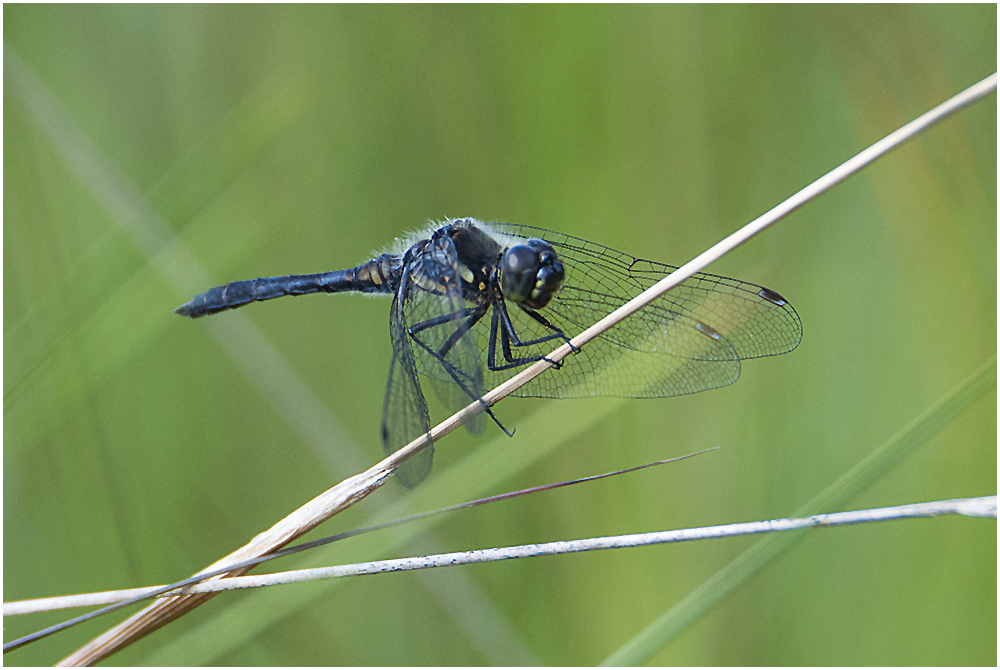 Schwarze Heidelibelle - 