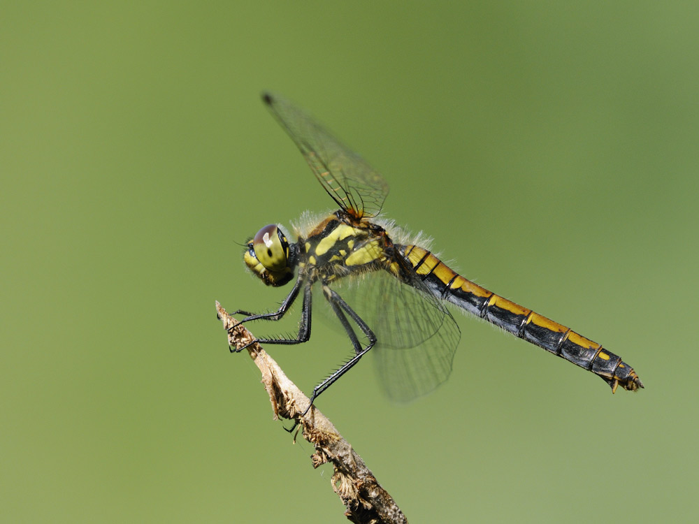 Schwarze Heidelibelle