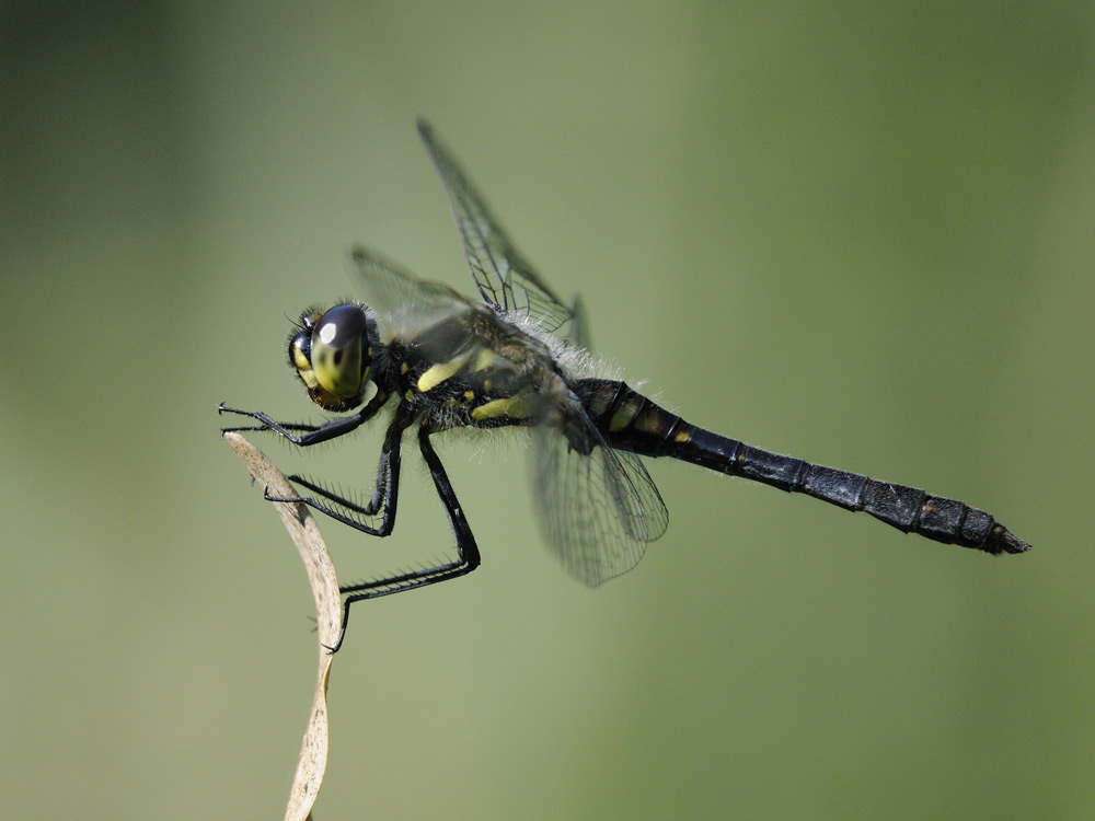 Schwarze Heidelibelle