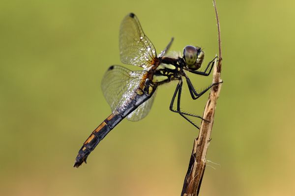 Schwarze Heidelibelle