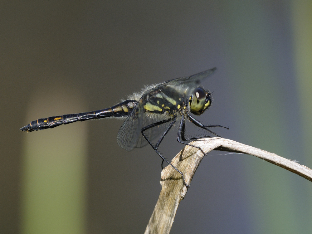 Schwarze Heidelibelle