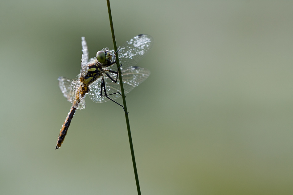 Schwarze Heidelibelle