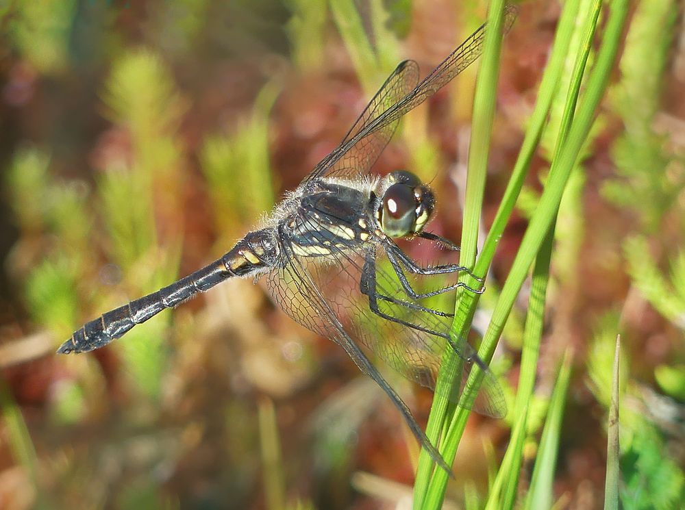 Schwarze Heidelibelle