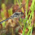 Schwarze Heidelibelle