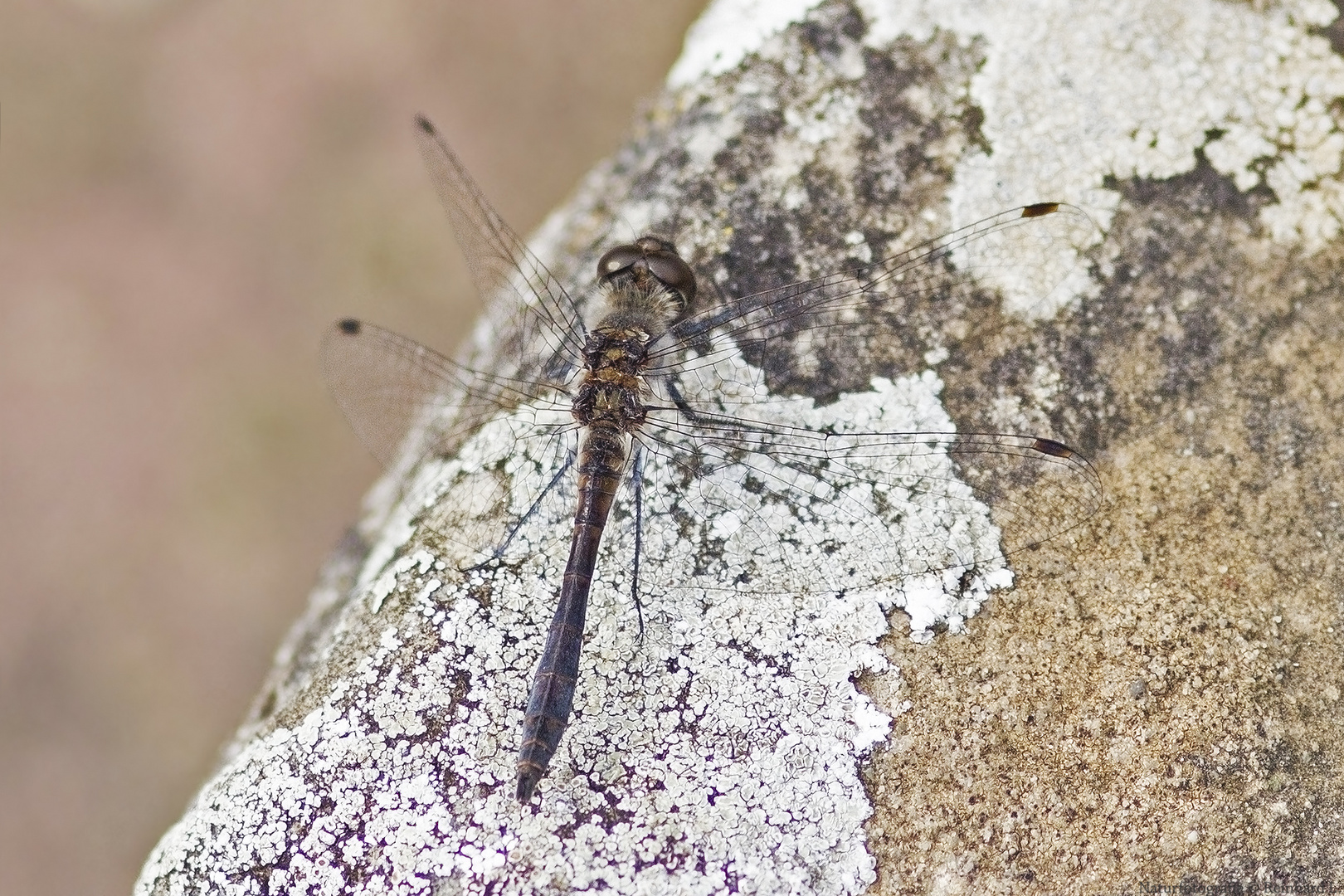 Schwarze Heidelibelle