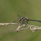 Schwarze Heidelibelle 