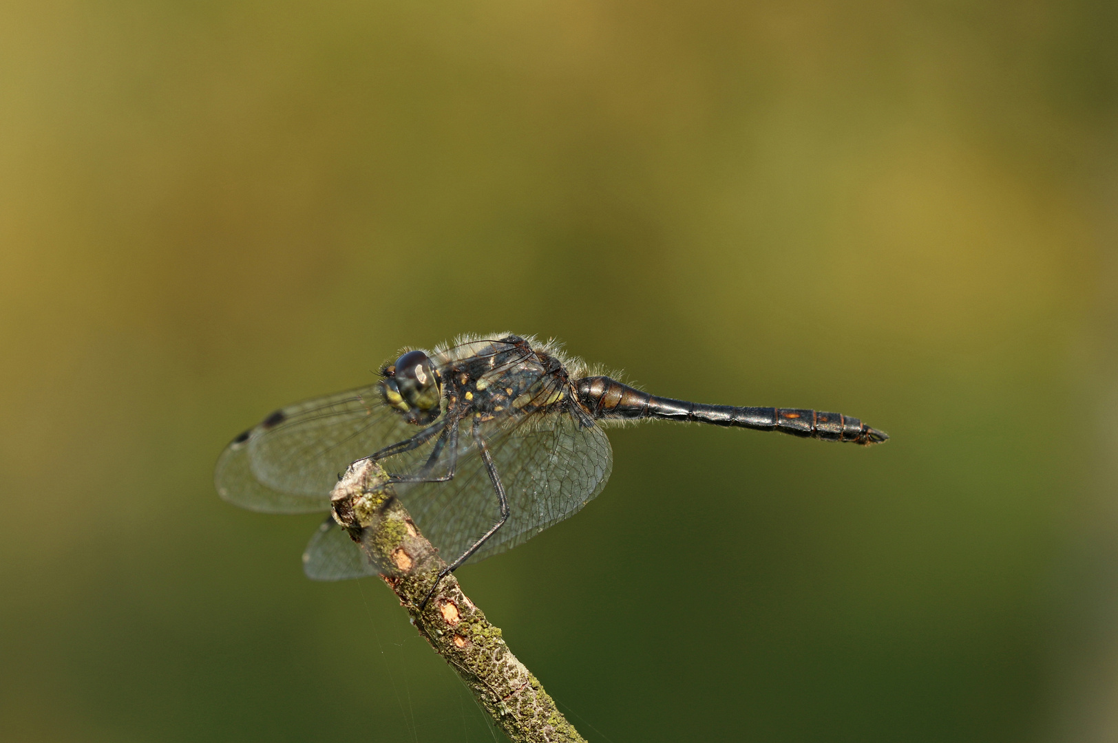 Schwarze Heidelibelle