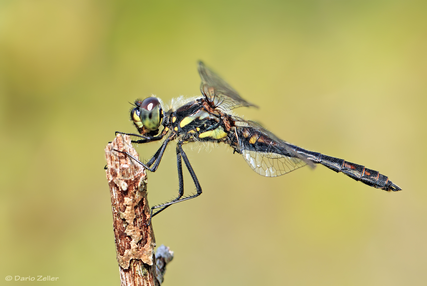 Schwarze Heidelibelle