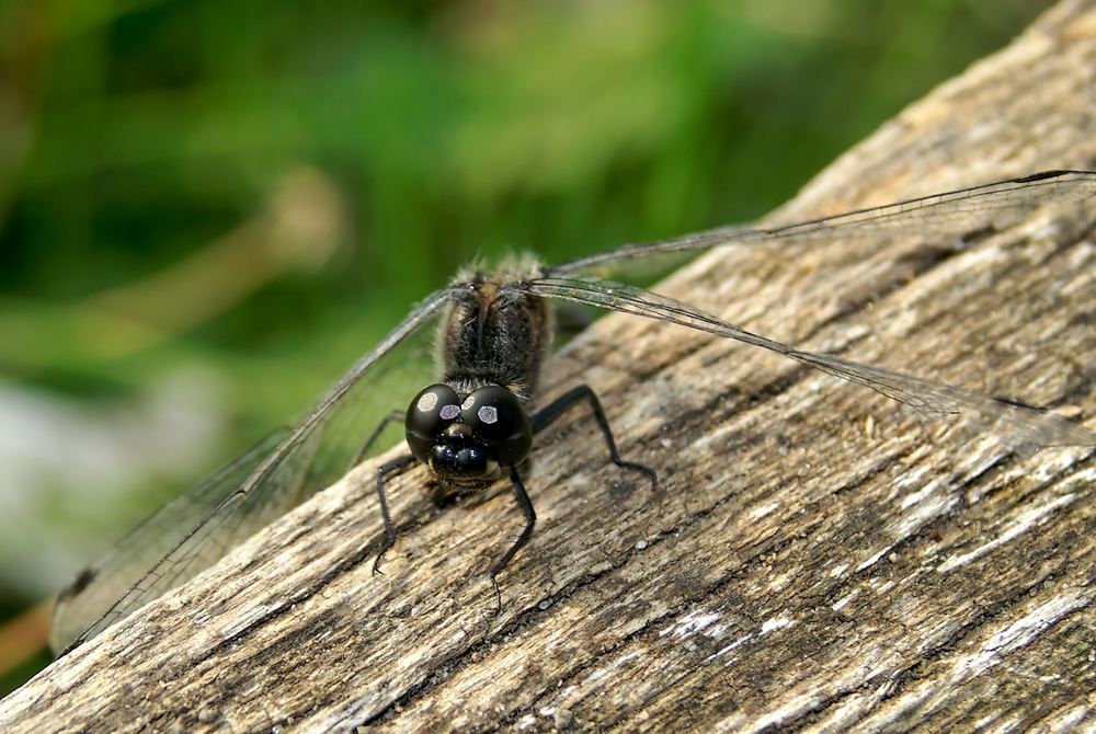 Schwarze Heidelibelle