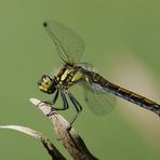 Schwarze Heidelibelle