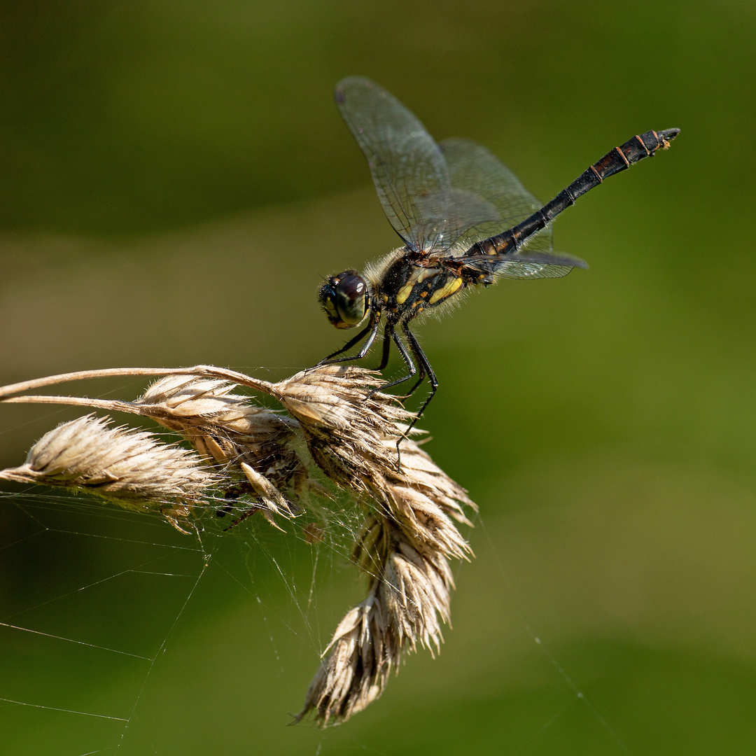 Schwarze Heidelibelle