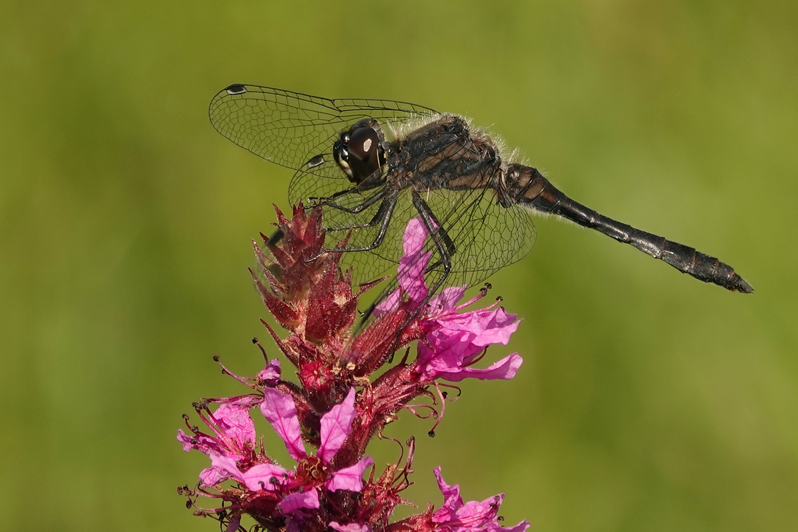 Schwarze Heidelibelle