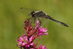 Schwarze Heidelibelle