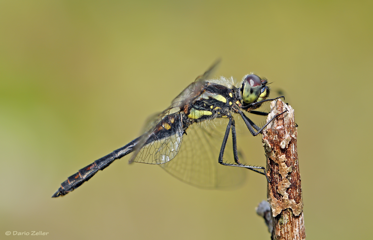 Schwarze Heidelibelle