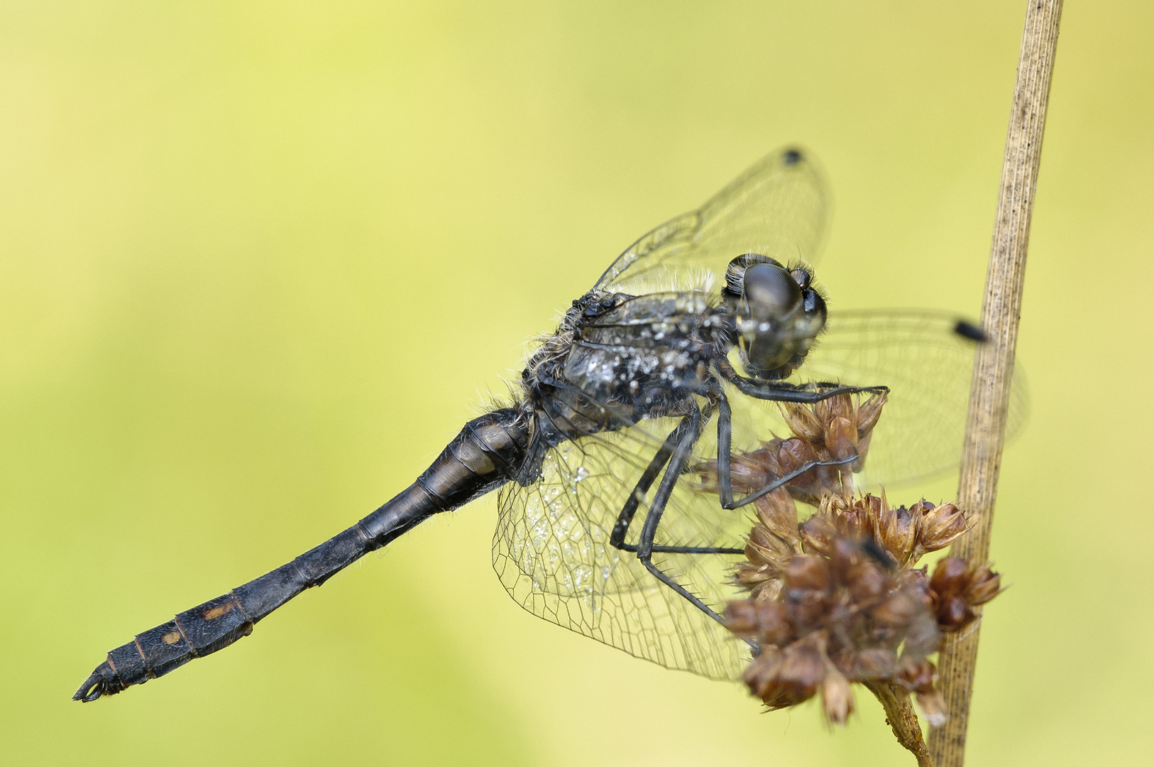 Schwarze Heidelibelle