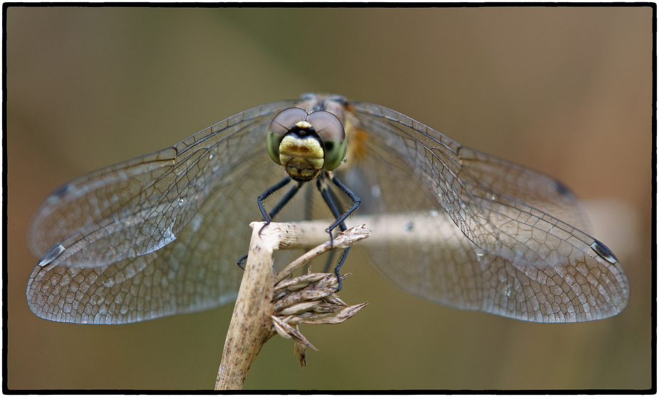 Schwarze Heidelibelle