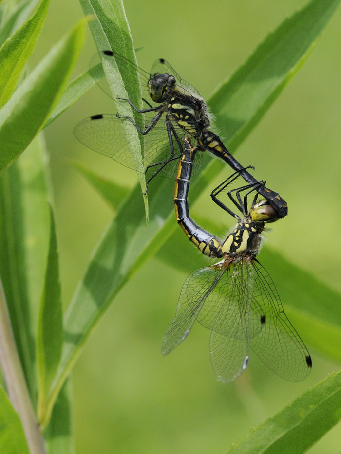 Schwarze Heidelibelle