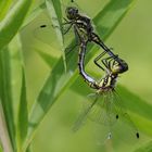 Schwarze Heidelibelle