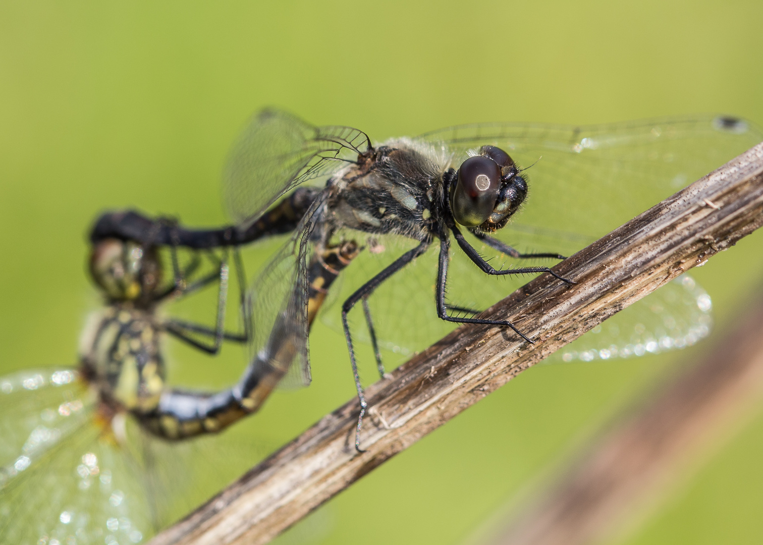 schwarze Heidelibelle