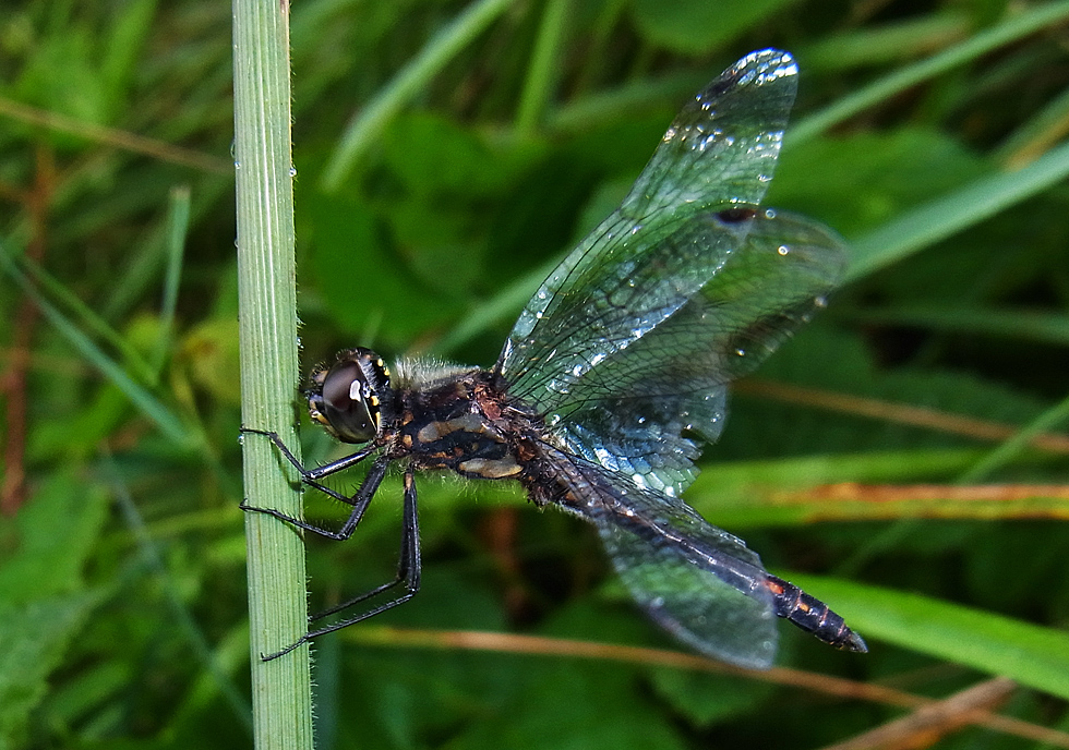 Schwarze Heidelibelle