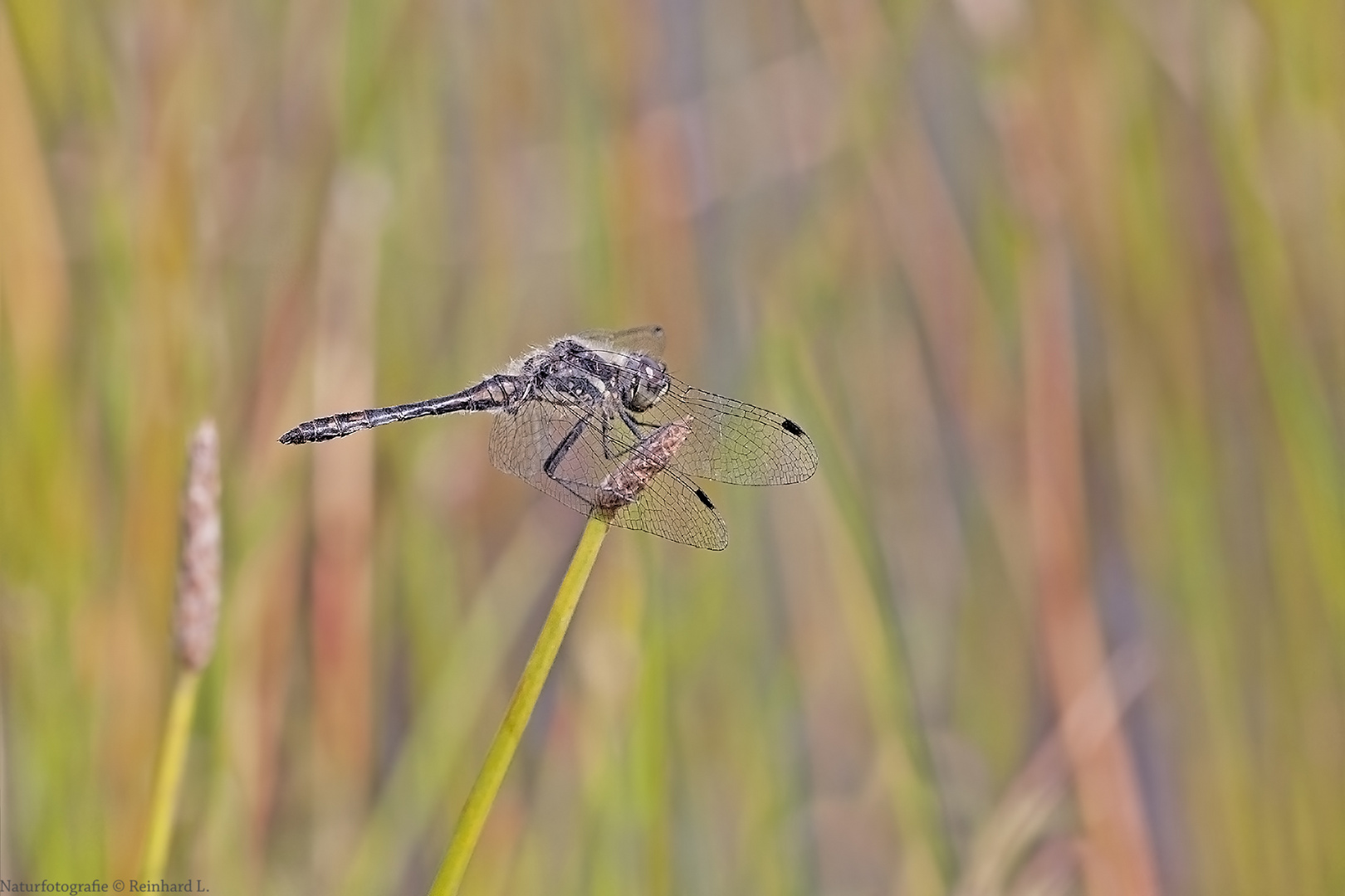   Schwarze Heidelibelle