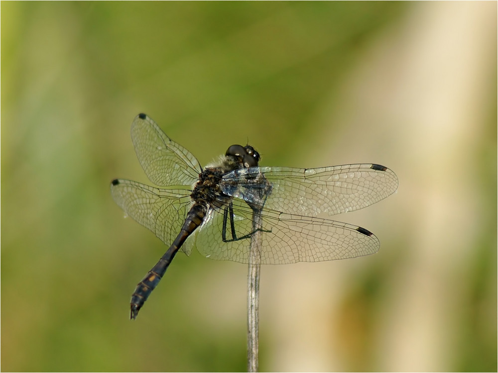 Schwarze Heidelibelle