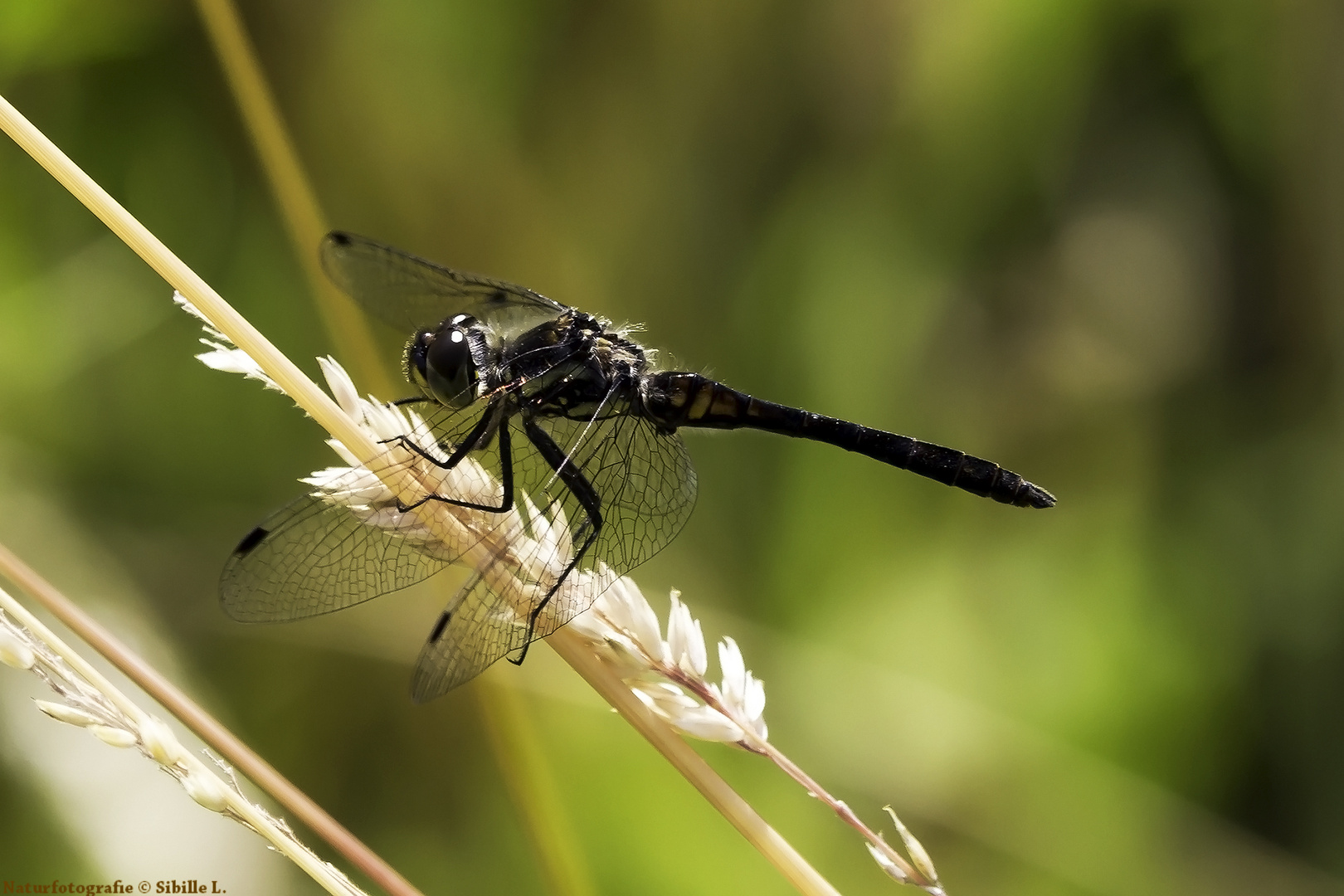 Schwarze-Heidelibelle