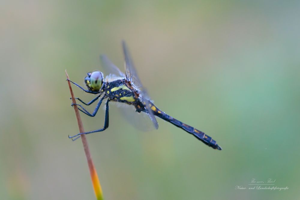 Schwarze Heidelibelle