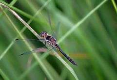 Schwarze Heidelibelle