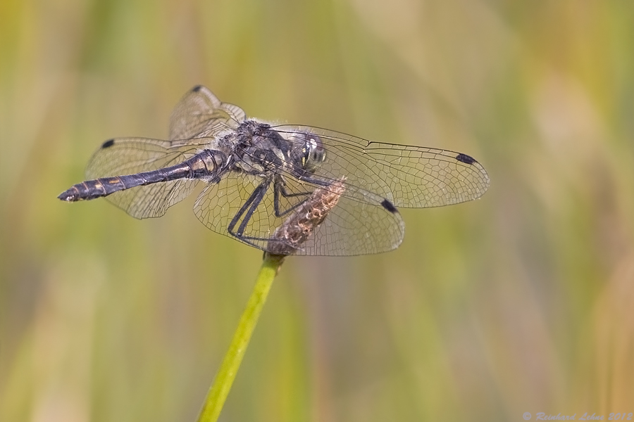 Schwarze Heidelibelle