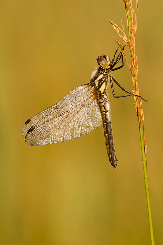 Schwarze Heidelibelle