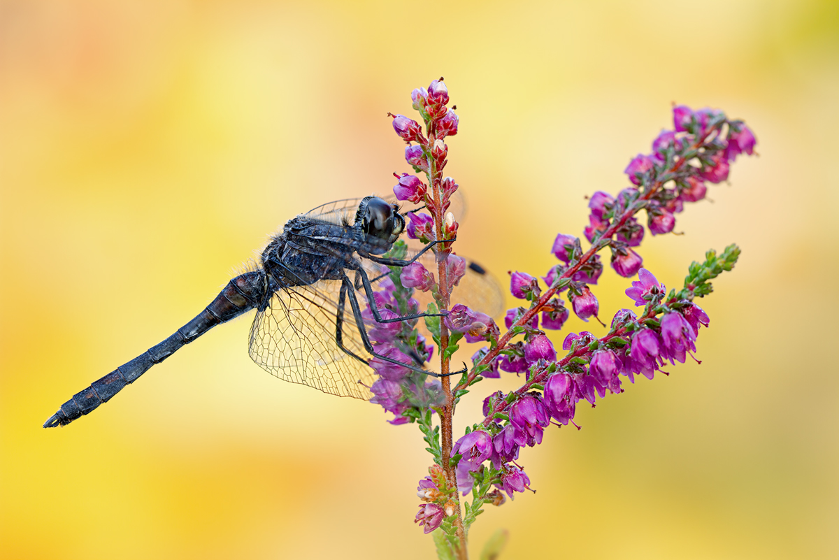 Schwarze Heidelibelle