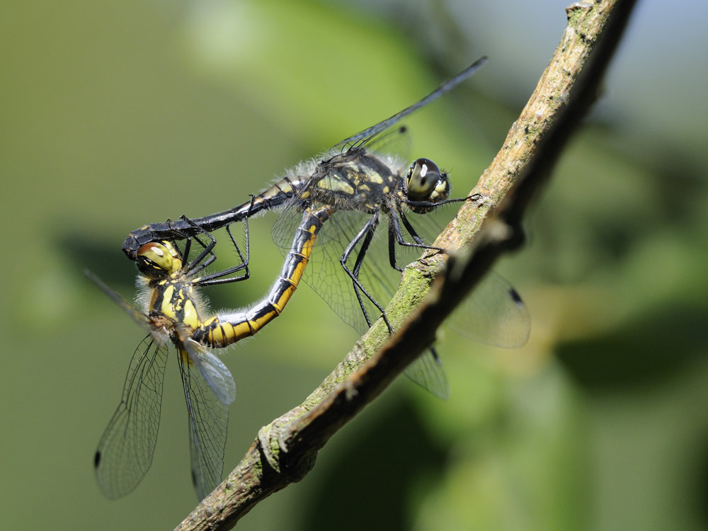 Schwarze Heidelibelle