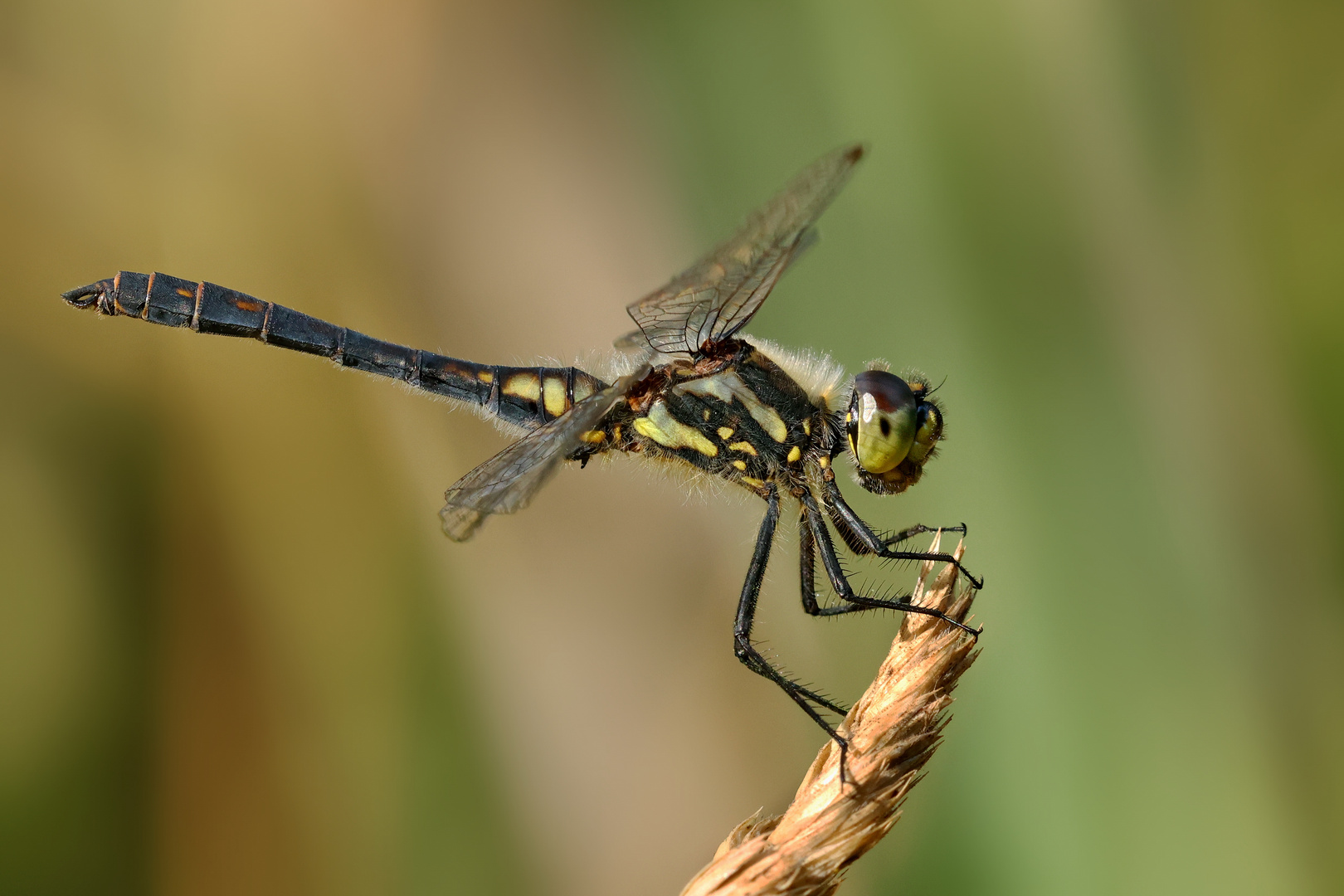 Schwarze Heidelibelle