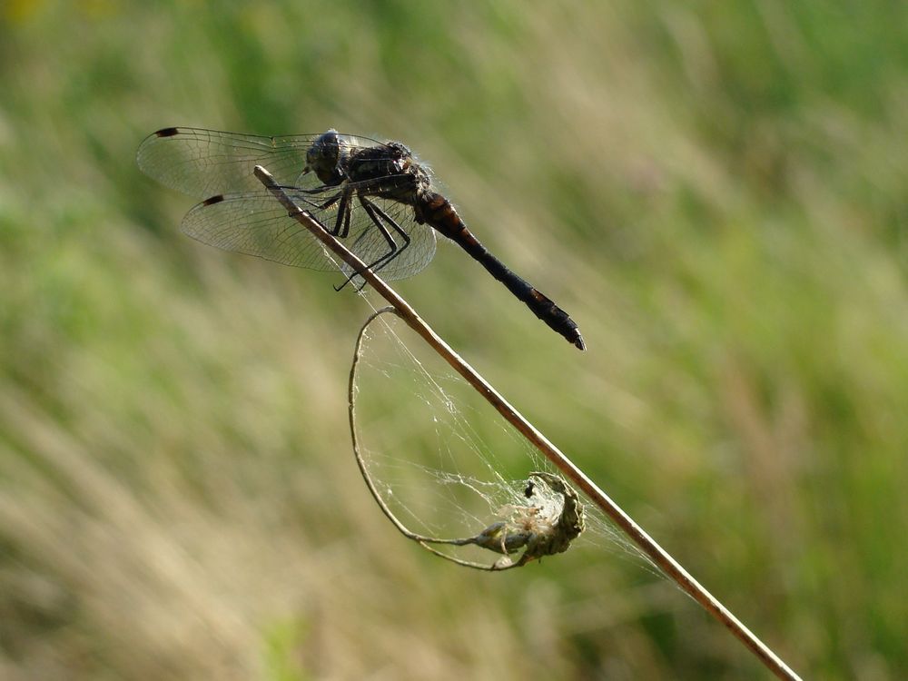 Schwarze Heidelibelle