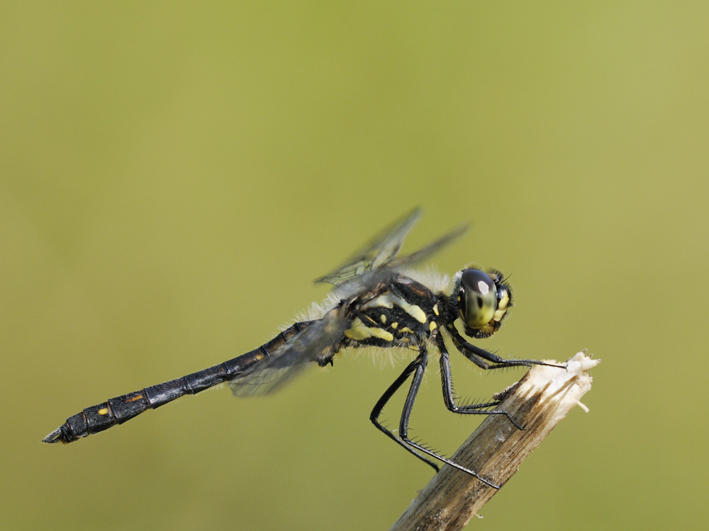 Schwarze Heidelibelle