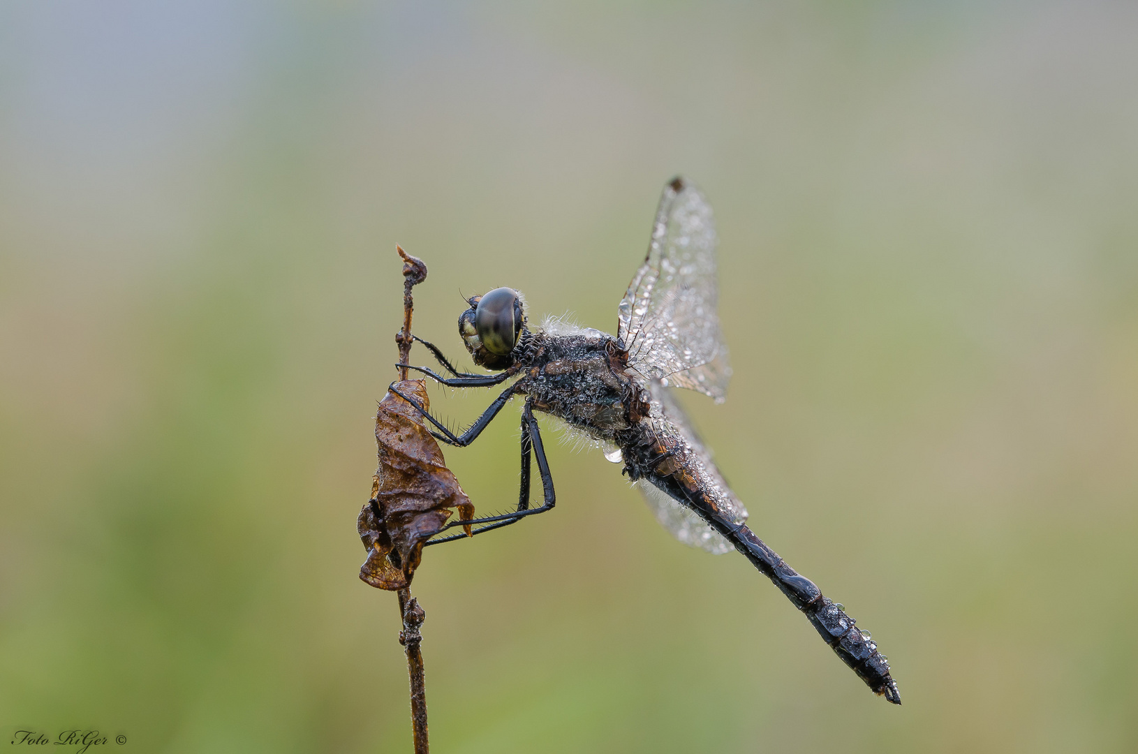 Schwarze Heidelibelle