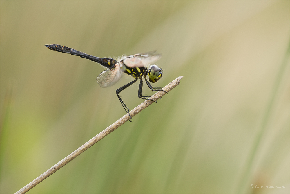 Schwarze Heidelibelle