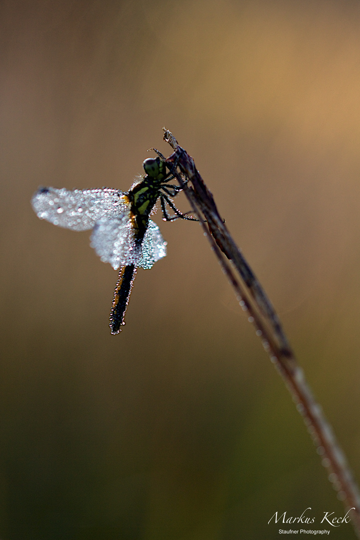 Schwarze Heidelibelle